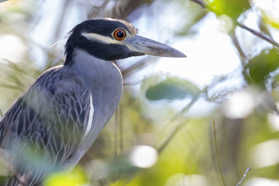 37Yellow-crowned Night-Heron.jpg 37Yellow-crowned Night-Heron.jpg