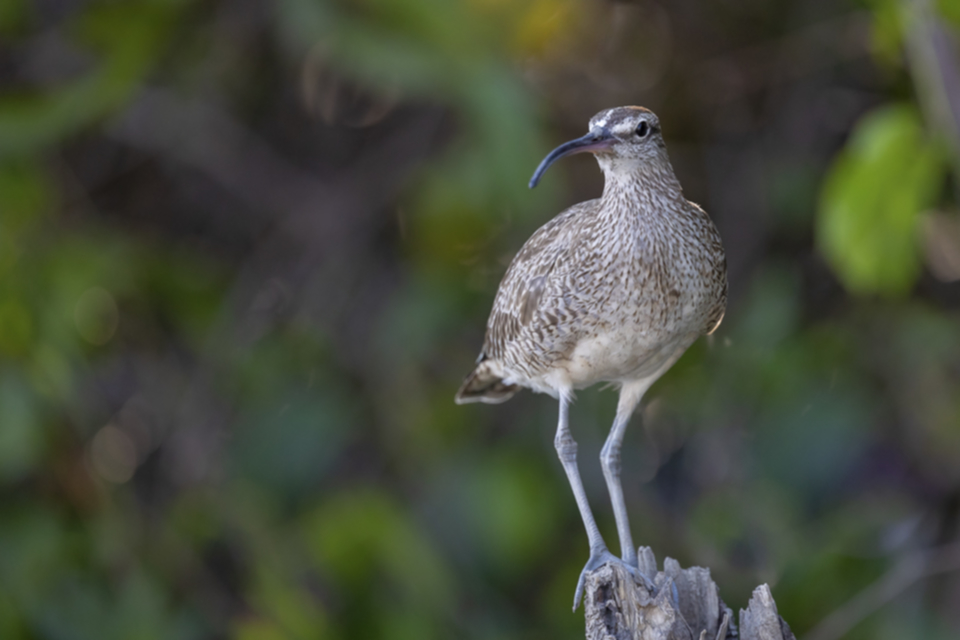 39Whimbrel.jpg 39Whimbrel.jpg