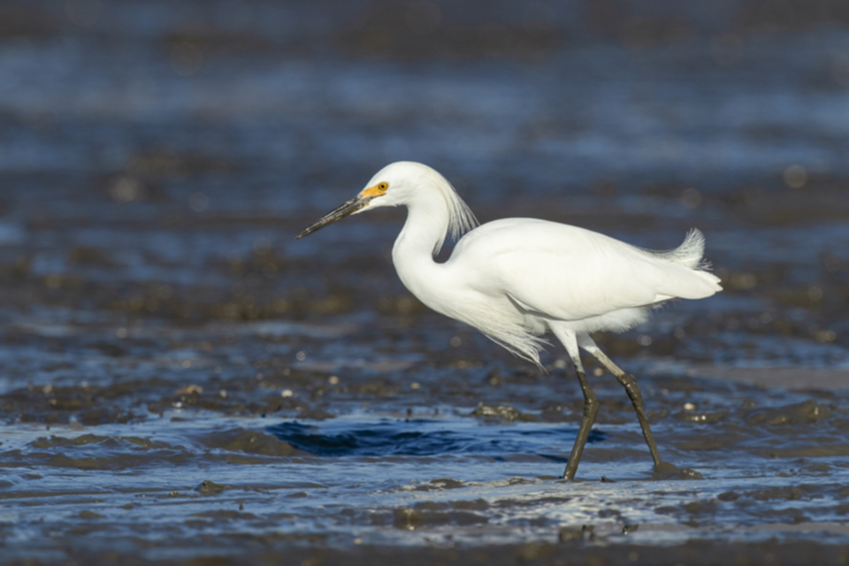 40Snowy Egret.jpg 40Snowy Egret.jpg