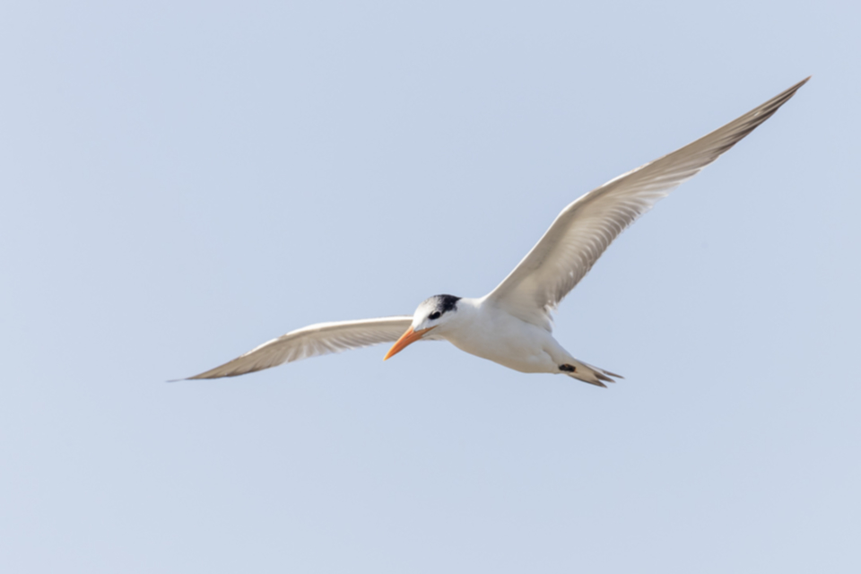 42Royal Tern.jpg 42Royal Tern.jpg