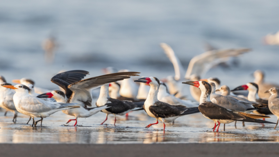 43Black Skimmer.jpg 43Black Skimmer.jpg