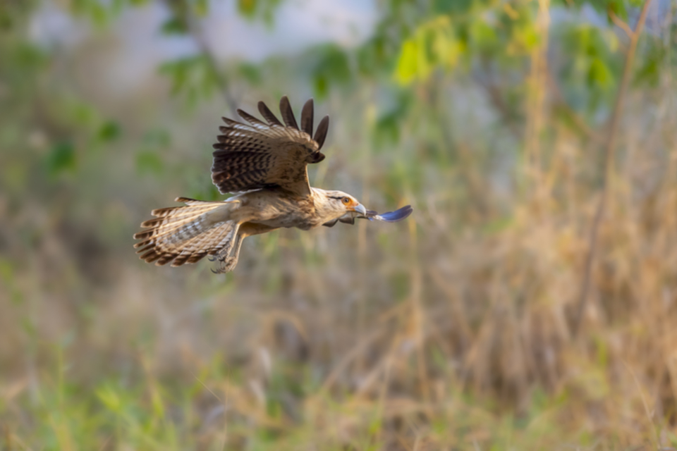 44Yellow-headed Caracara.jpg 44Yellow-headed Caracara.jpg