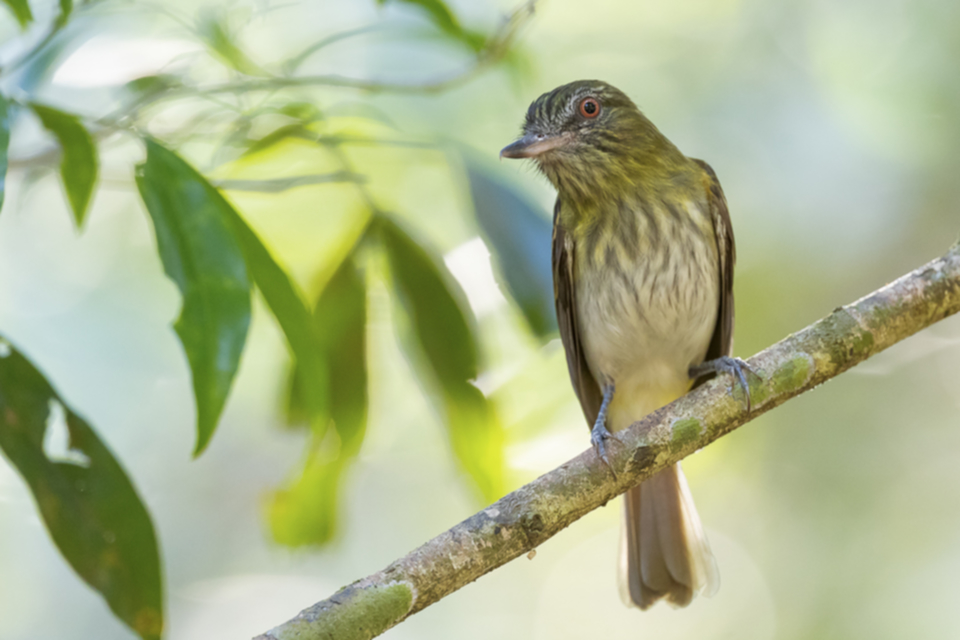 45Bright-rumped Attila.jpg 45Bright-rumped Attila.jpg
