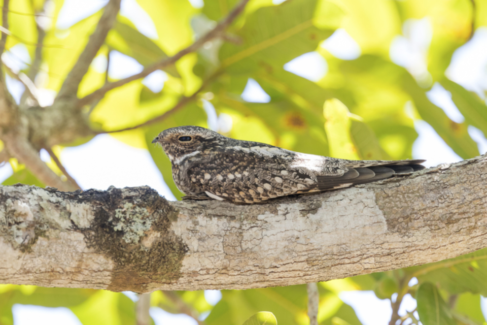 47Lesser Nighthawk.jpg 47Lesser Nighthawk.jpg