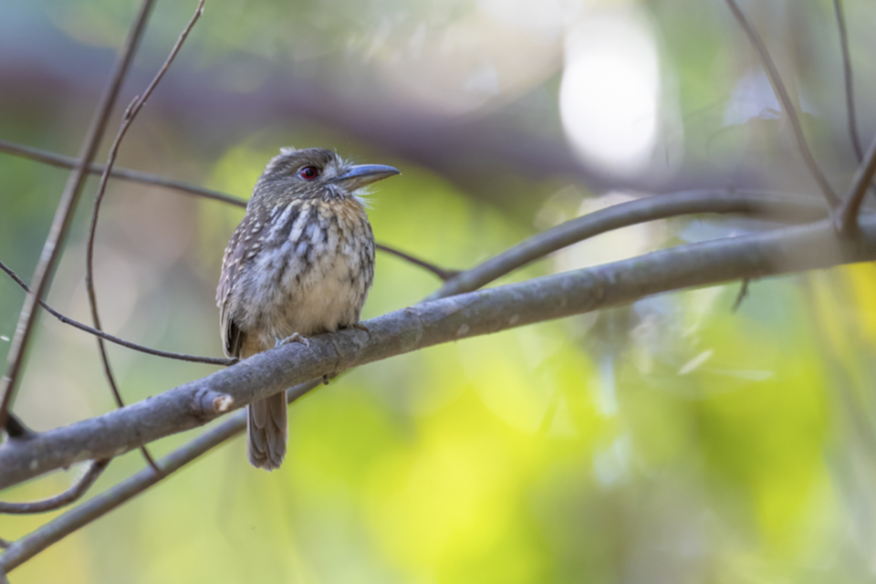 46White-whiskered Puffbird.jpg 46White-whiskered Puffbird.jpg