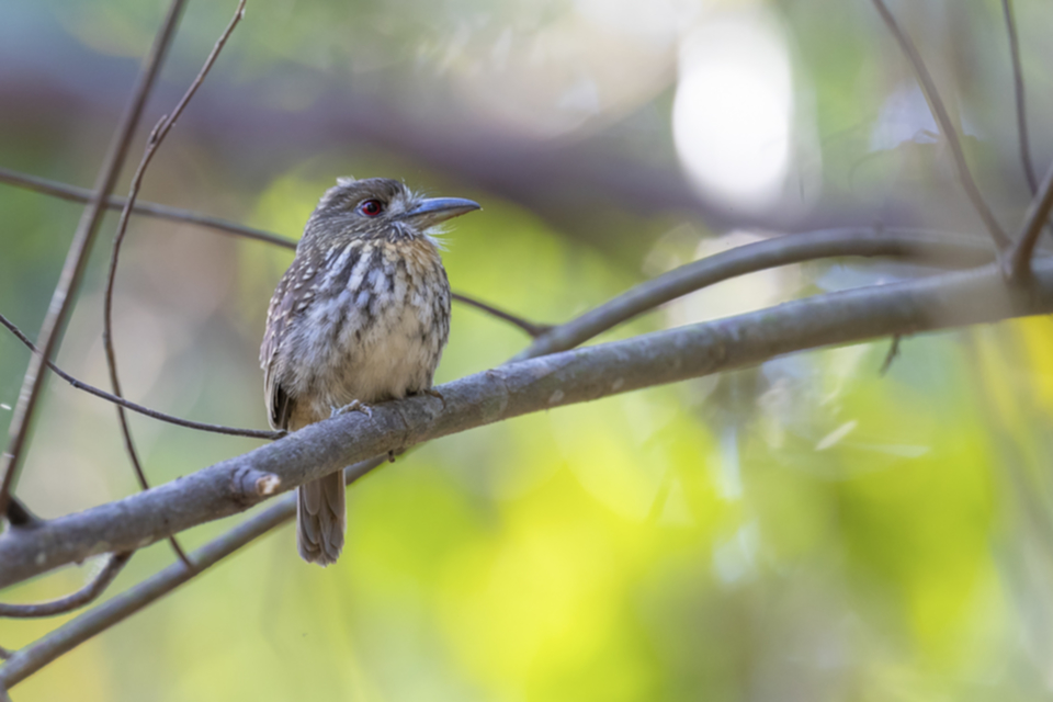 46White-whiskered Puffbird.jpg