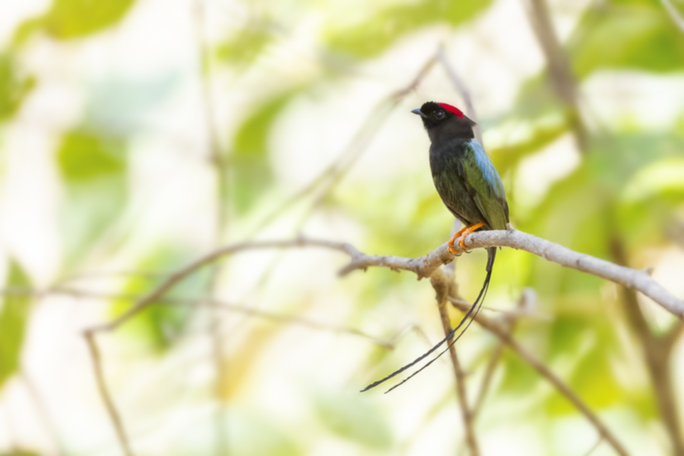 48Long-tailed Manakin.jpg 48Long-tailed Manakin.jpg