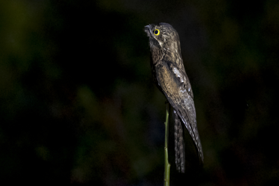 50Common Potoo.jpg 50Common Potoo.jpg