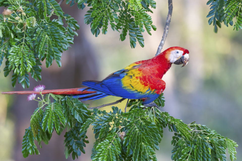 49Scarlet Macaw.jpg 49Scarlet Macaw.jpg