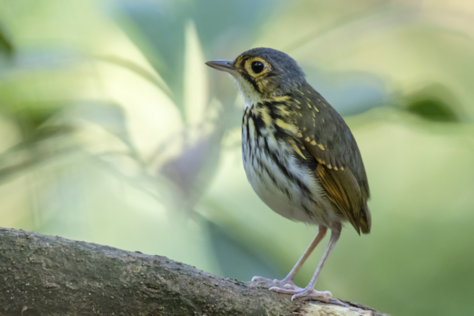 51Streak-chested Antpitta Brillenameisenpitta.jpg 51Streak-chested Antpitta Brillenameisenpitta.jpg