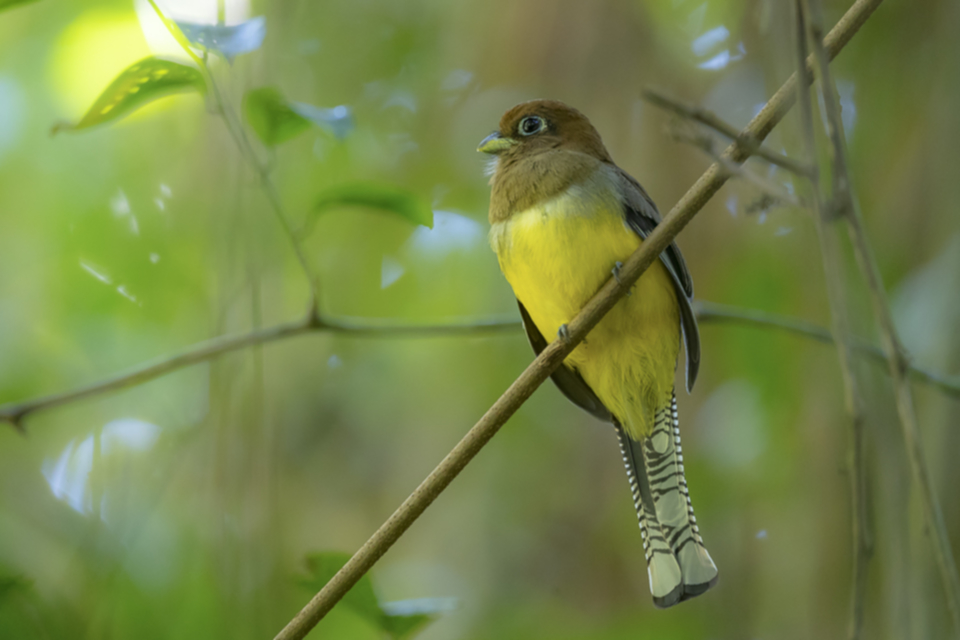 52Black-throated Trogon.jpg 52Black-throated Trogon.jpg