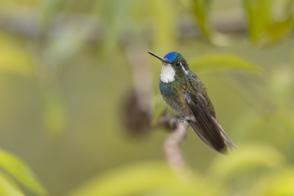 55White-throated Moutain-gem.jpg 55White-throated Moutain-gem.jpg