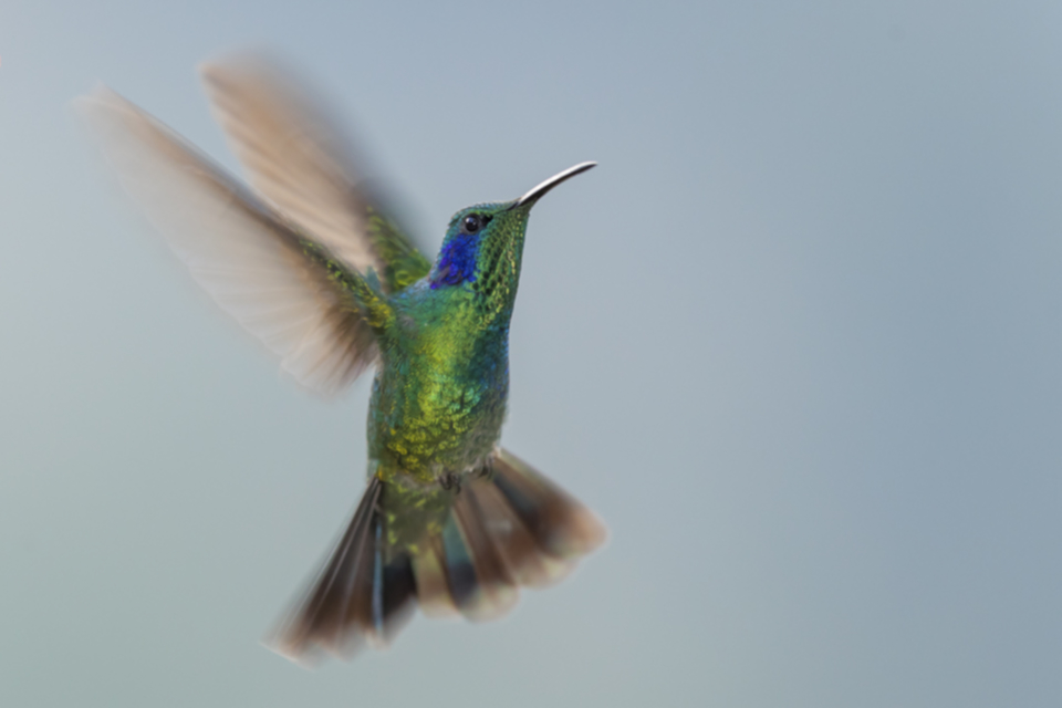 56Green Violet-ear.jpg 56Green Violet-ear.jpg