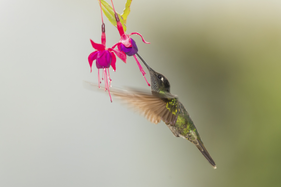 57Magnificent Hummingbird.jpg 57Magnificent Hummingbird.jpg