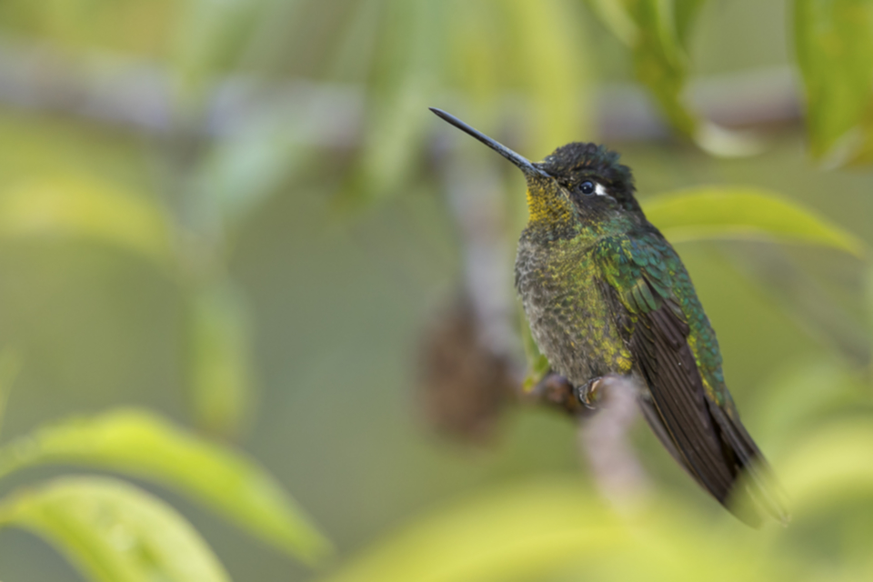 58Violet-headed Hummingbird.jpg