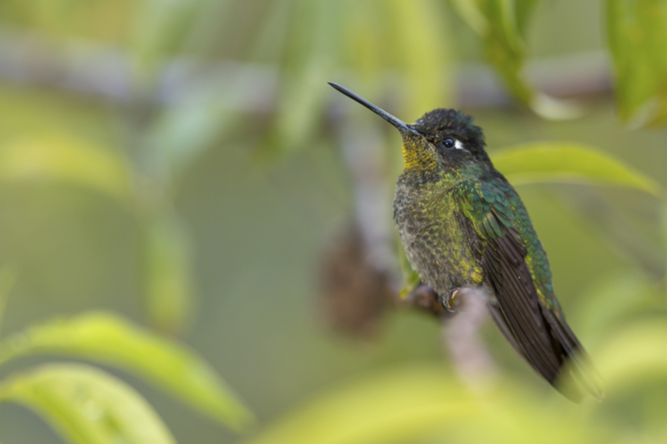 58Violet-headed Hummingbird.jpg 58Violet-headed Hummingbird.jpg