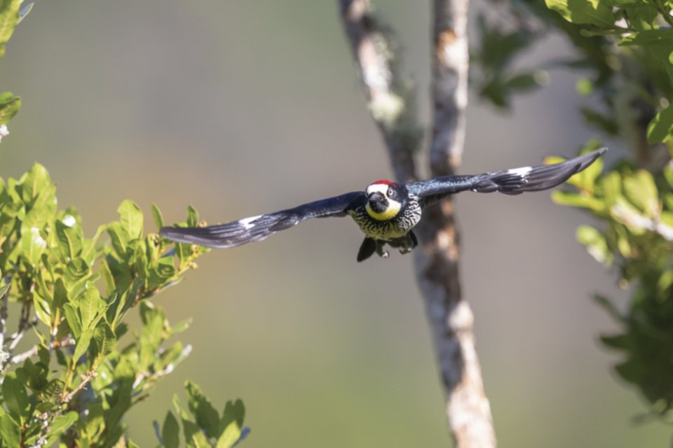 59Acorn Woodpecker.jpg