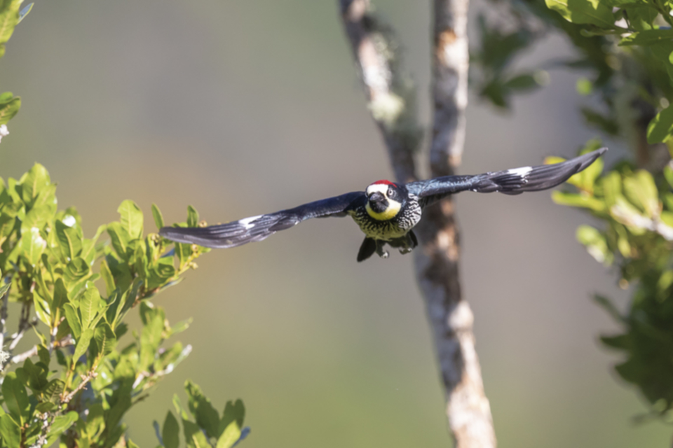 59Acorn Woodpecker.jpg 59Acorn Woodpecker.jpg