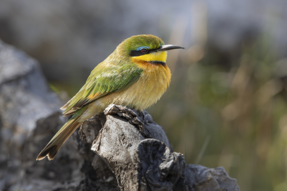 03Little Bee-eater.jpg 03Little Bee-eater.jpg