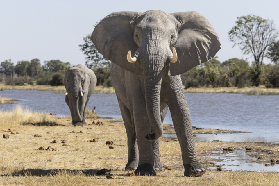 04Elefant.jpg 04Elefant.jpg