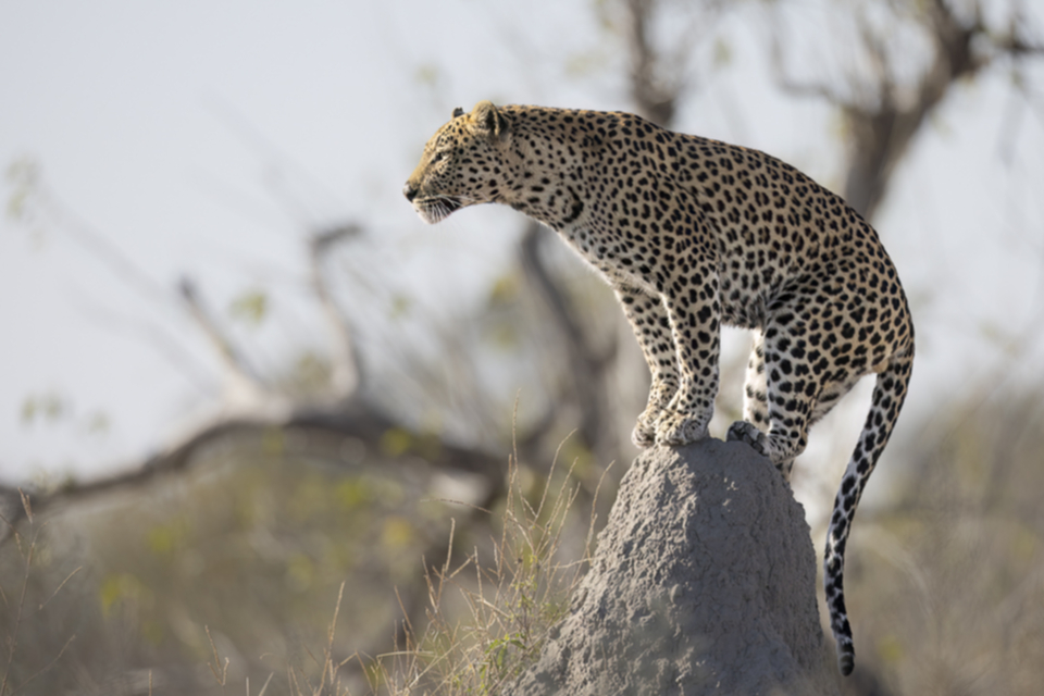 05Leopard.jpg 05Leopard.jpg