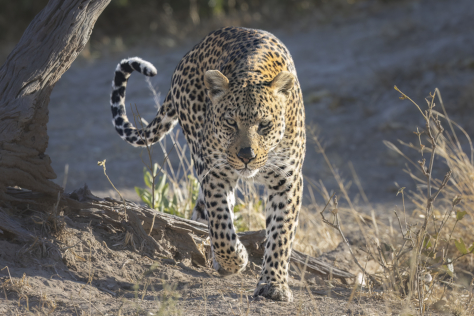 06Leopard.jpg 06Leopard.jpg