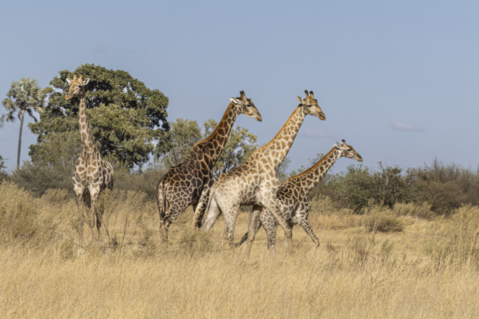 08Sued-Giraffe.jpg 08Sued-Giraffe.jpg