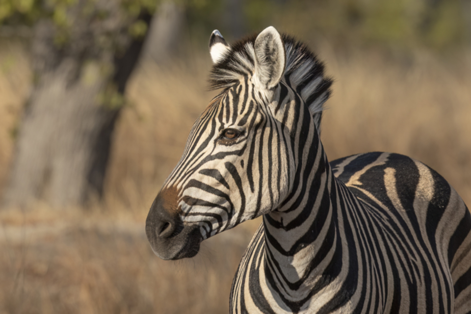 10Zebra.jpg 10Zebra.jpg