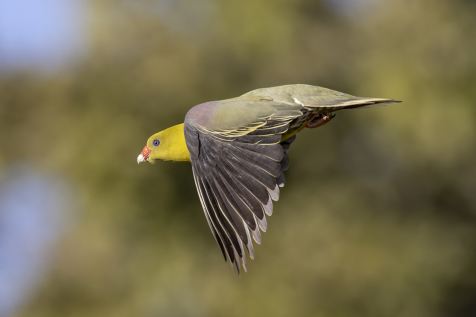 12African Green Pidgeon.jpg 12African Green Pidgeon.jpg