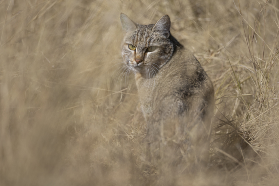 13African Wild Cat.jpg 13African Wild Cat.jpg
