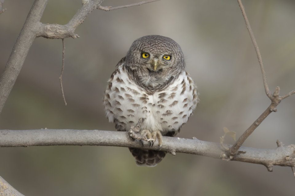 14African Barred Owl.jpg 14African Barred Owl.jpg