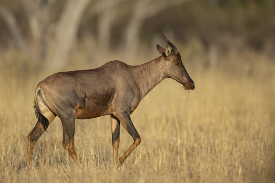 16Leierantilope.jpg 16Leierantilope.jpg