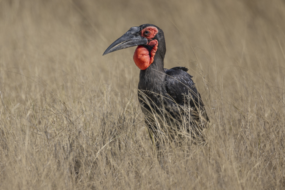 18Southern Ground Hornbill.jpg 18Southern Ground Hornbill.jpg
