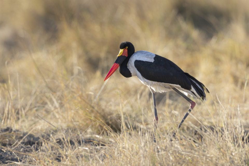 20Saddle-billed Stork.jpg 20Saddle-billed Stork.jpg