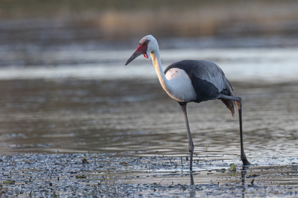 22Wattled Crane.jpg 22Wattled Crane.jpg