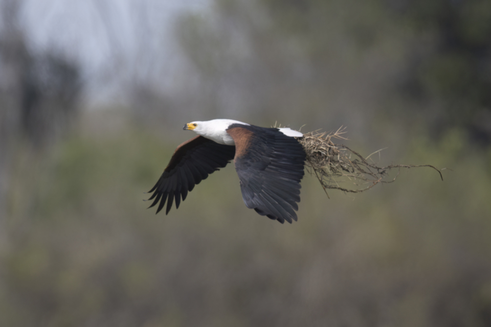23African Fish Eagle.jpg 23African Fish Eagle.jpg