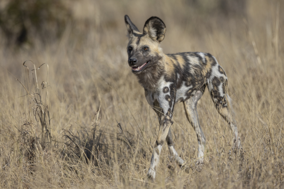 24Wildhund.jpg 24Wildhund.jpg