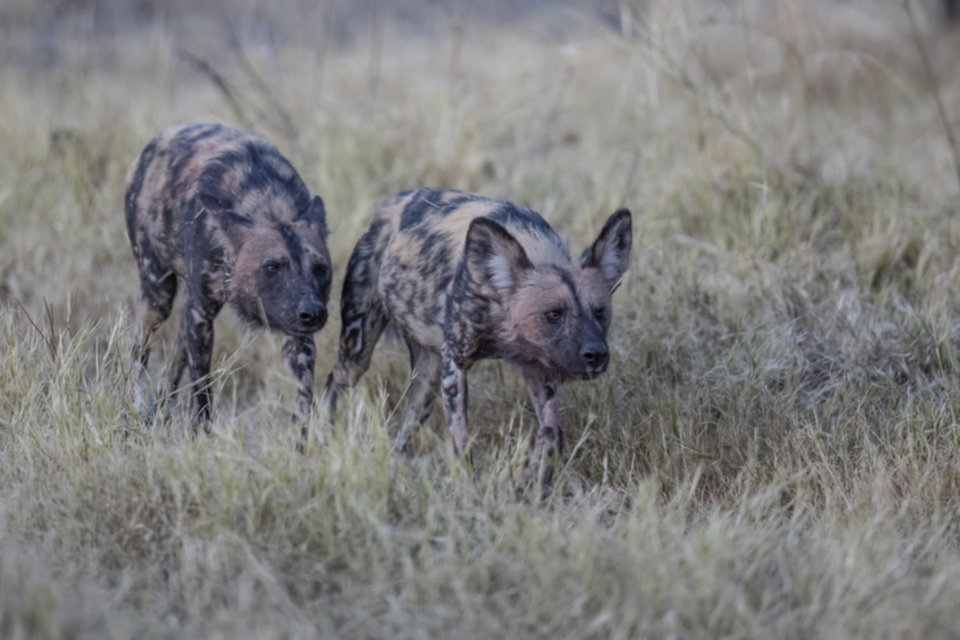 25Wildhund.jpg 25Wildhund.jpg