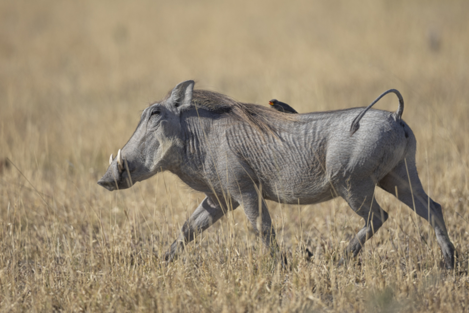 26Warzenschwein.jpg