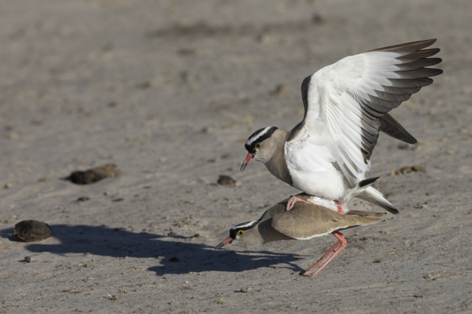 28Crowned Lapwing.jpg 28Crowned Lapwing.jpg