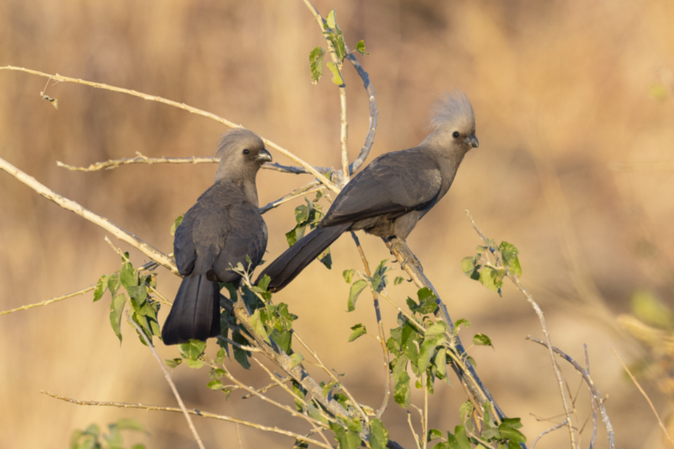 27Go-away Bird_edj0nd4rjqyd.jpg 27Go-away Bird_edj0nd4rjqyd.jpg