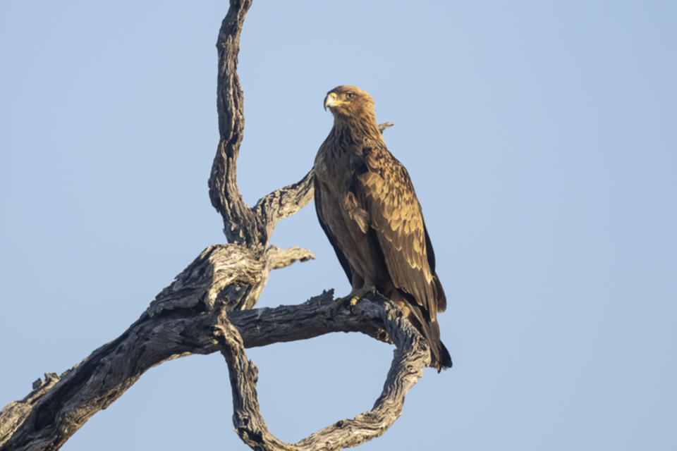 30Tawny Eagle.jpg 30Tawny Eagle.jpg