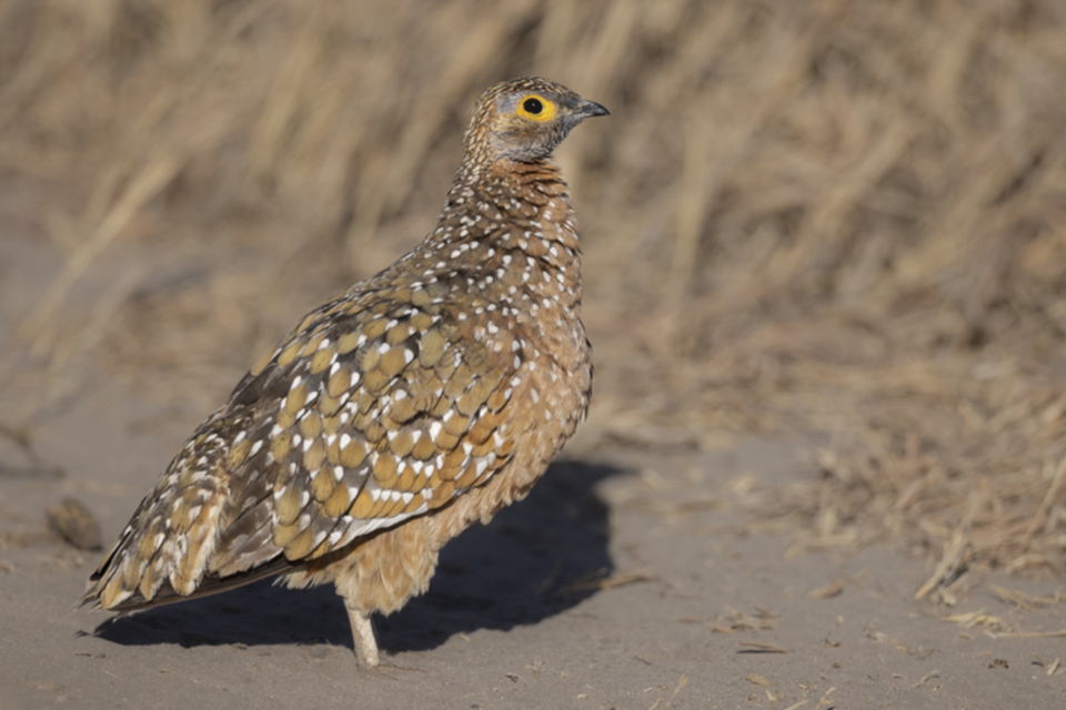 32Burchells Sandgrouse.jpg 32Burchells Sandgrouse.jpg