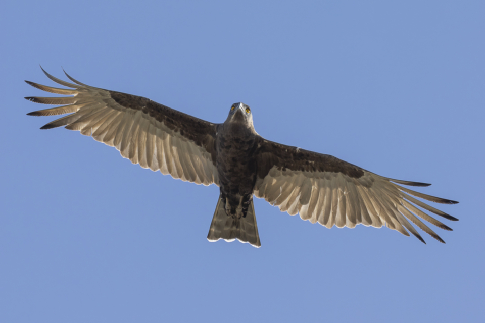 33Brown Snake-Eagle.jpg 33Brown Snake-Eagle.jpg
