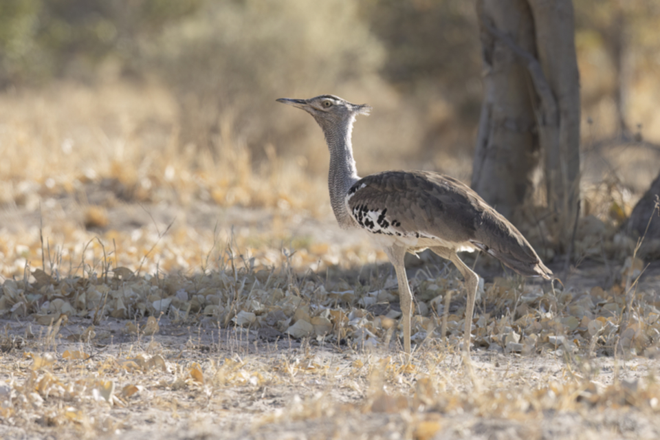 36Kori Bustard.jpg 36Kori Bustard.jpg