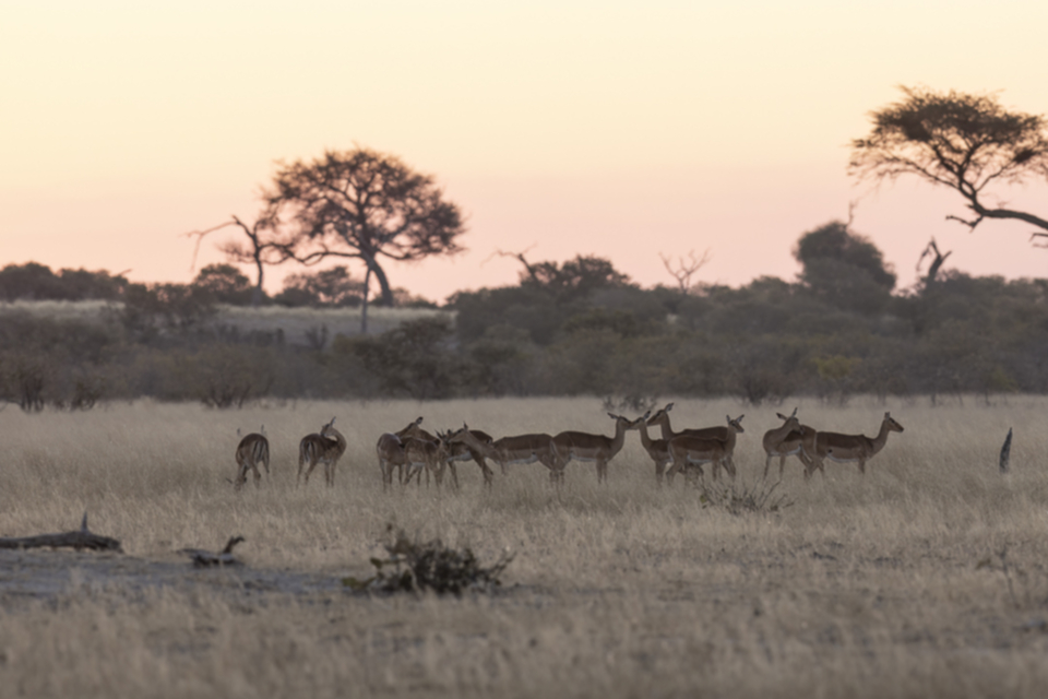 35Impalas_1qildvcyo7kk0.jpg 35Impalas_1qildvcyo7kk0.jpg