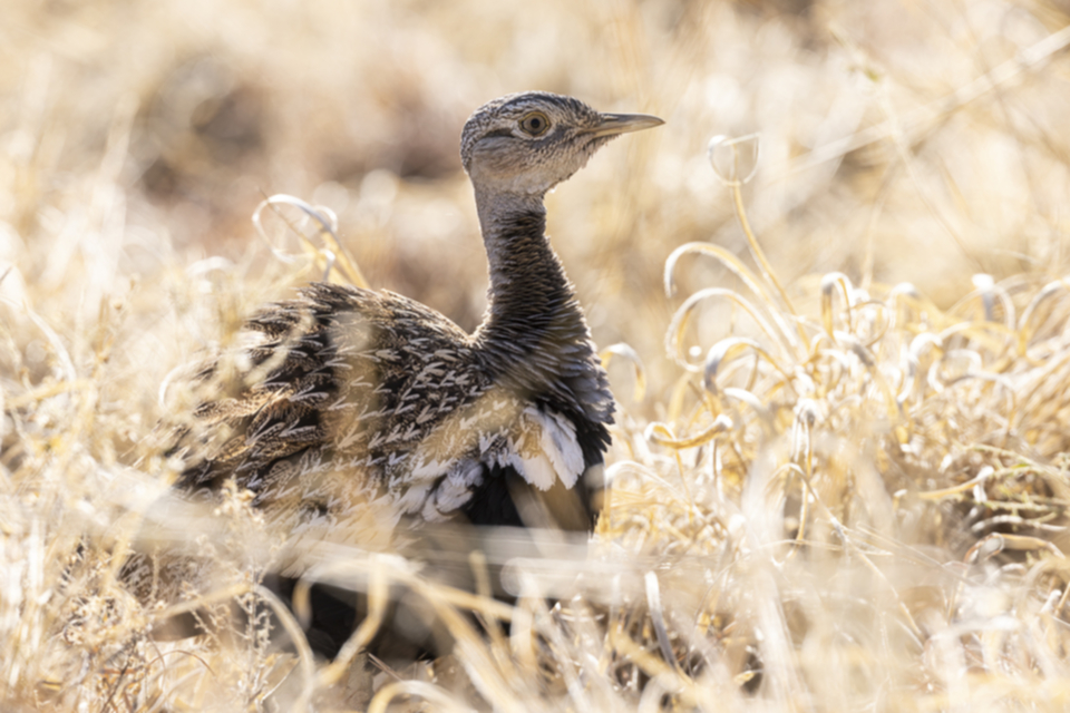 44Red-crested Korhaan.jpg 44Red-crested Korhaan.jpg