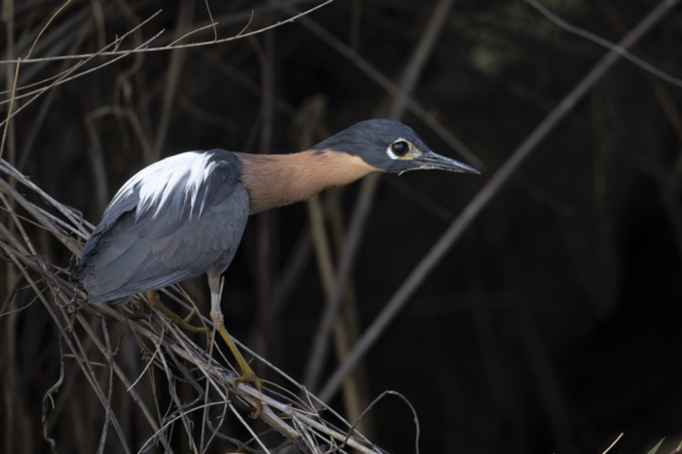 48White-backed Night Heron.jpg 48White-backed Night Heron.jpg