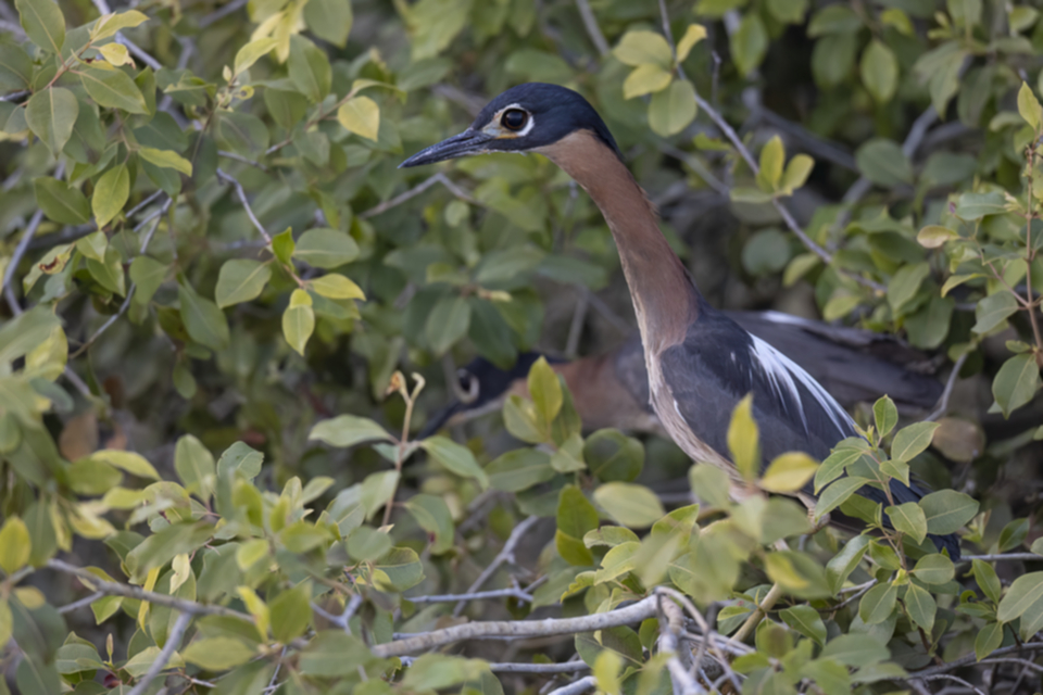 49White-backed Night Heron.jpg 49White-backed Night Heron.jpg