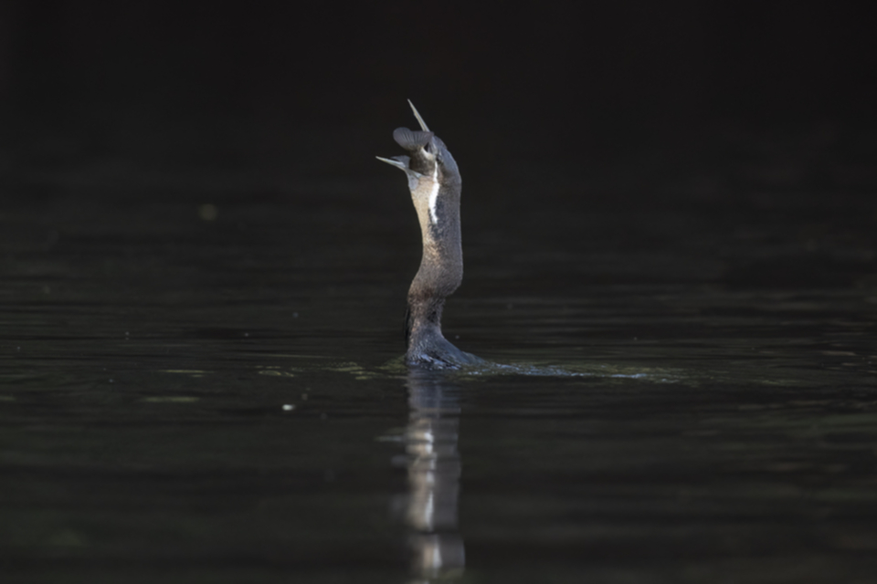 50Anhinga.jpg 50Anhinga.jpg